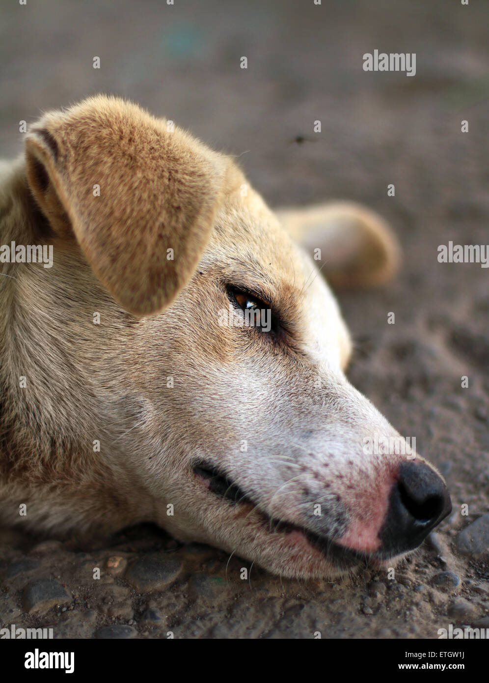 A photo of "A Dog Lying On The Ground Stock Photo - Alamy