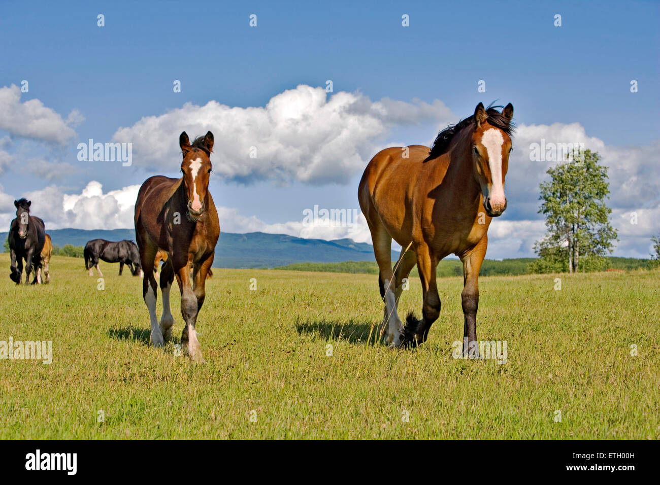 Bay Shire Horse Mare with Foal walking on summer meadow Stock Photo