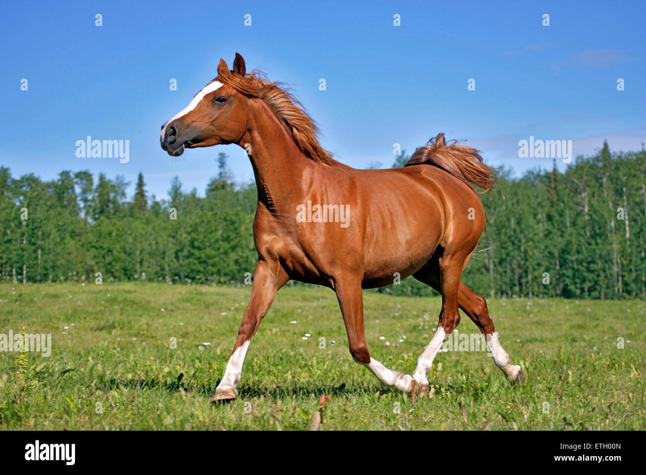 horse riding tales взлом 5 play