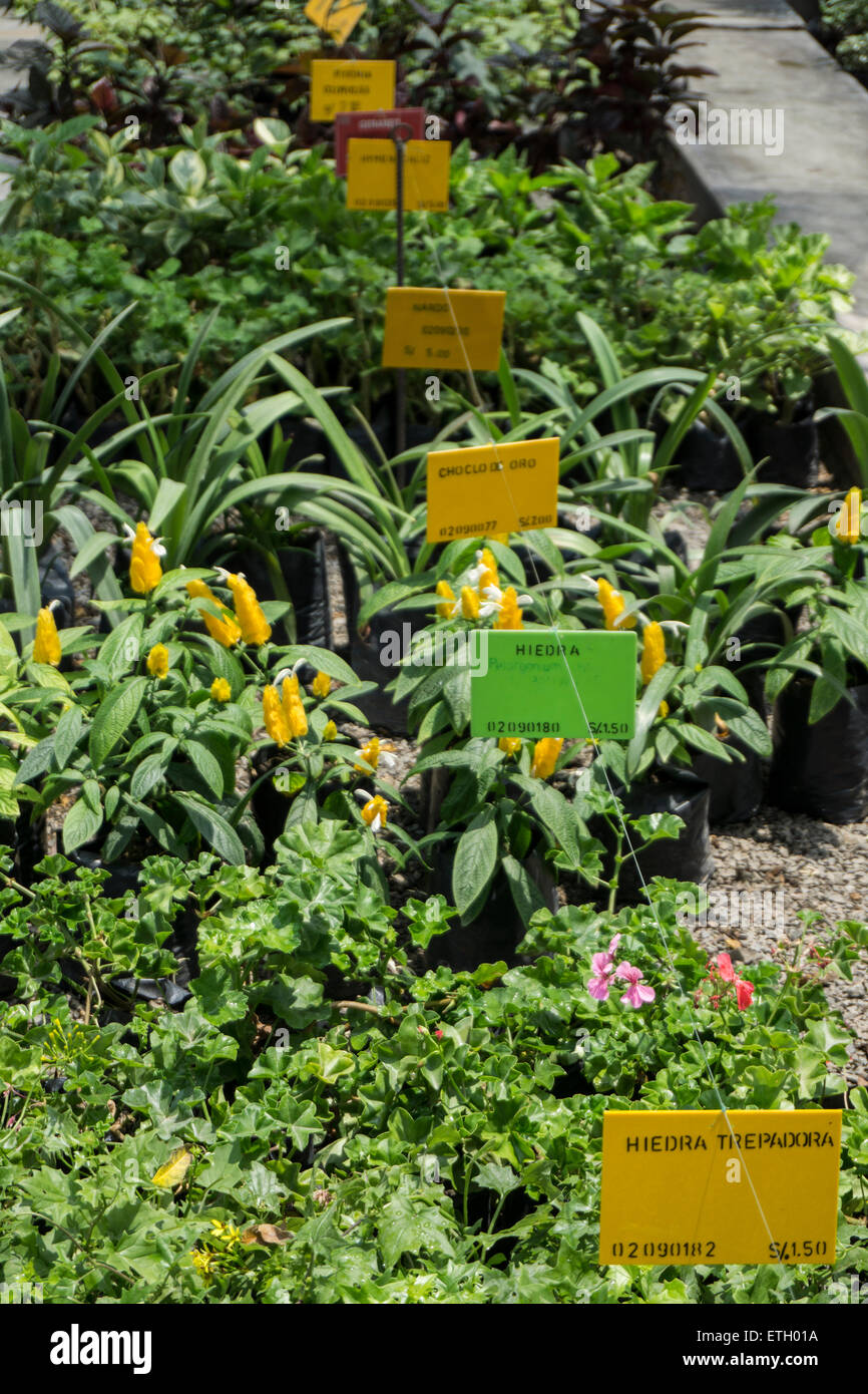 Ornamental plants nursery hires stock photography and images Alamy