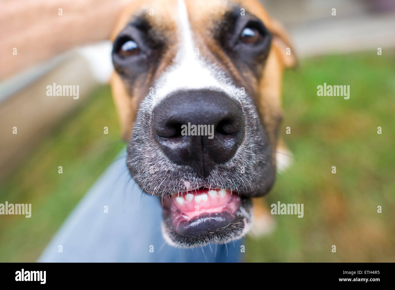 A Boxer dog shows his funny teeth with a humorous closeup shot. Stock Photo