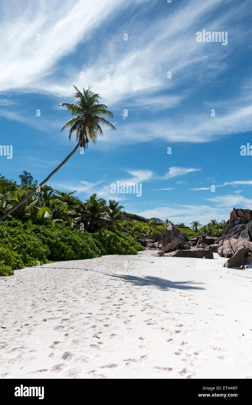 Seychelles,La Digue, Anse Cocos, paradise, picture perfect, palm on the