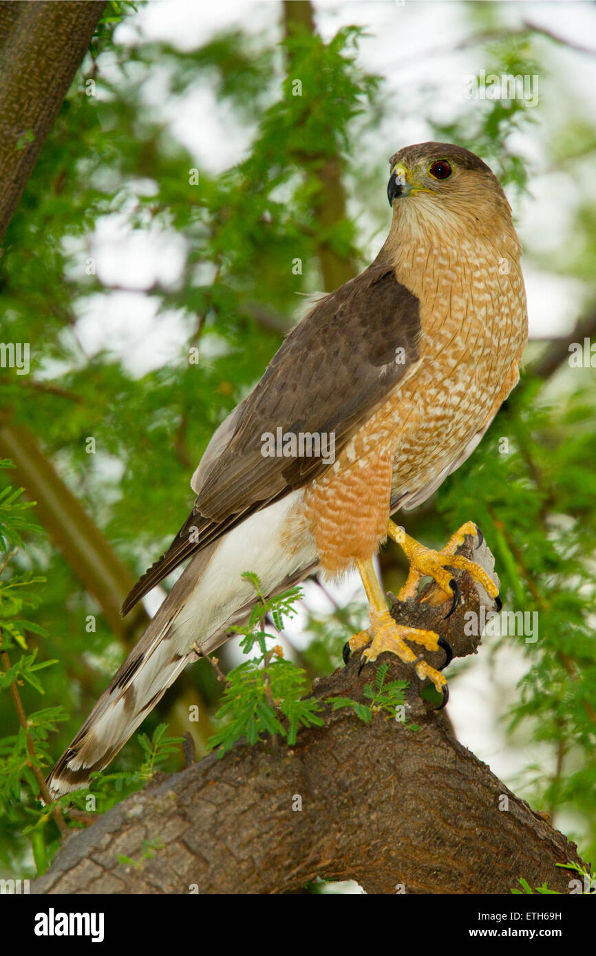 Cooper's Hawk Accipiter cooperii Tucson, Arizona, United States 3 June