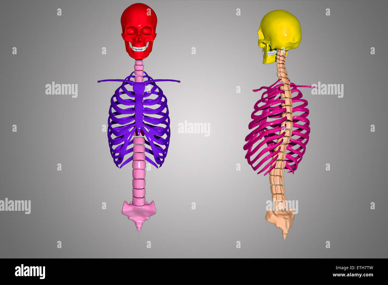 Skull And Ribs Skull with ribs Stock Photo - Alamy