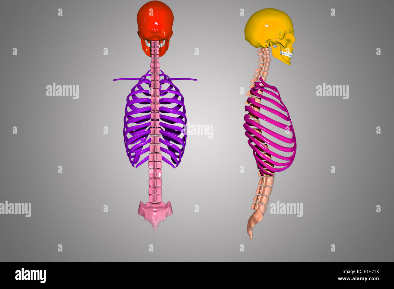 Skull And Ribs Skull with ribs Stock Photo - Alamy