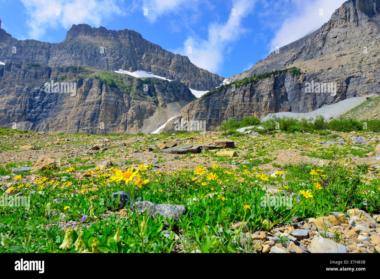 Grinnell glacier flowers hi-res stock photography and images - Alamy