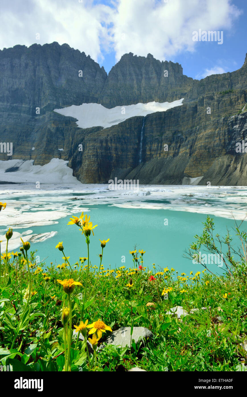 wild flowers by Grinnell glacier in Many Glaciers, Glacier National ...