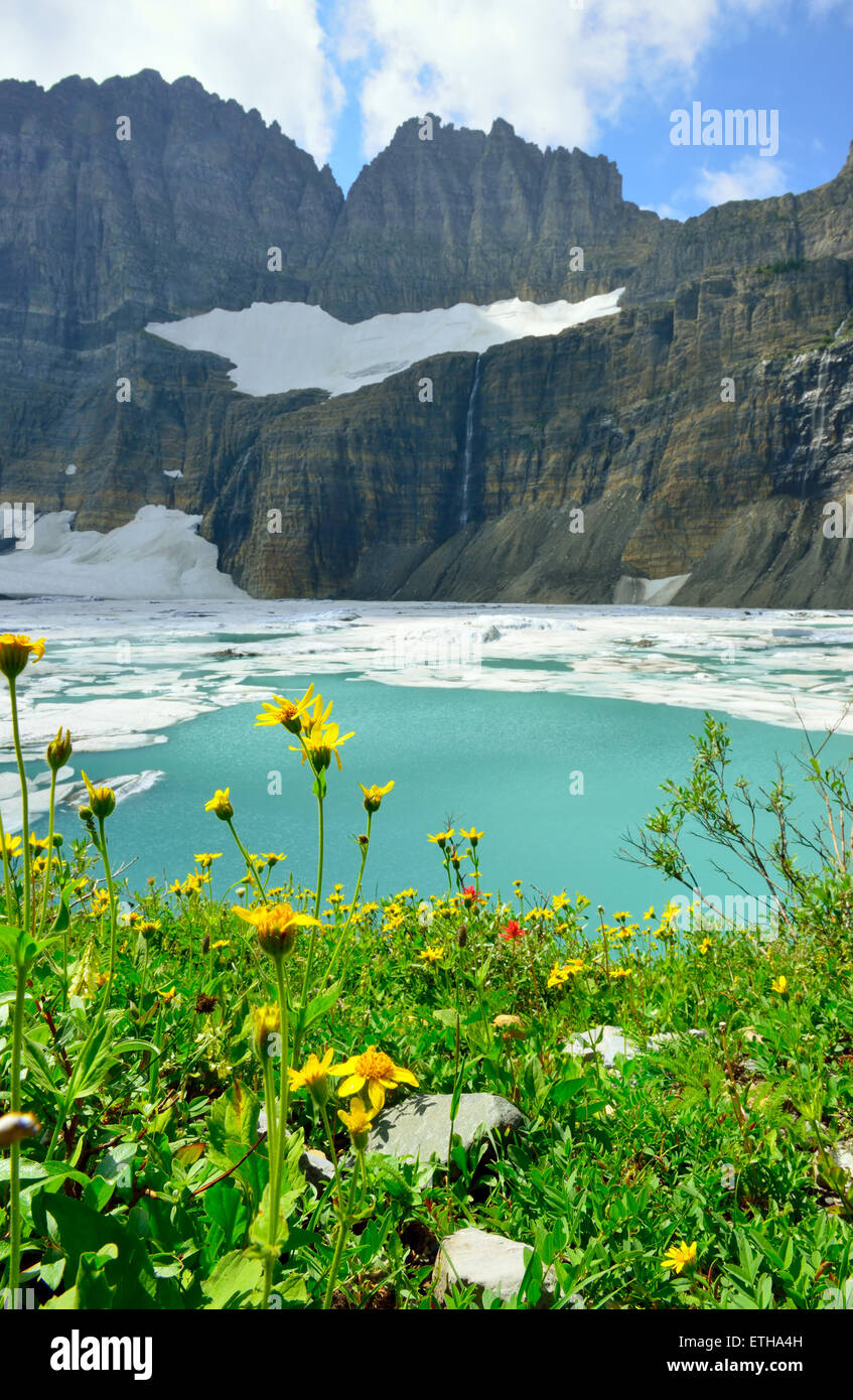 wild flowers by Grinnell glacier in Many Glaciers, Glacier National