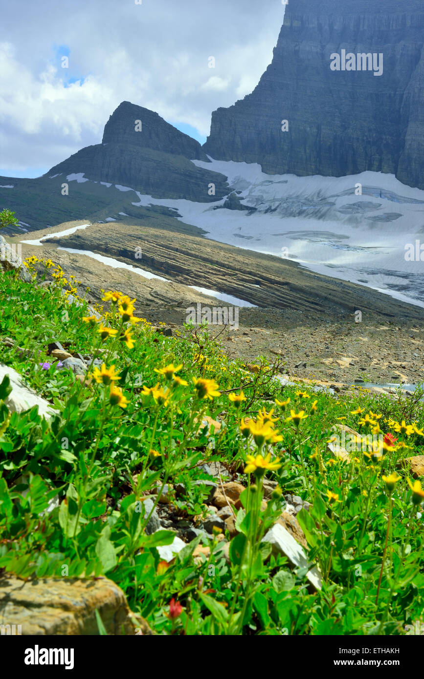 wild flowers by Grinnell glacier in Many Glaciers, Glacier National ...
