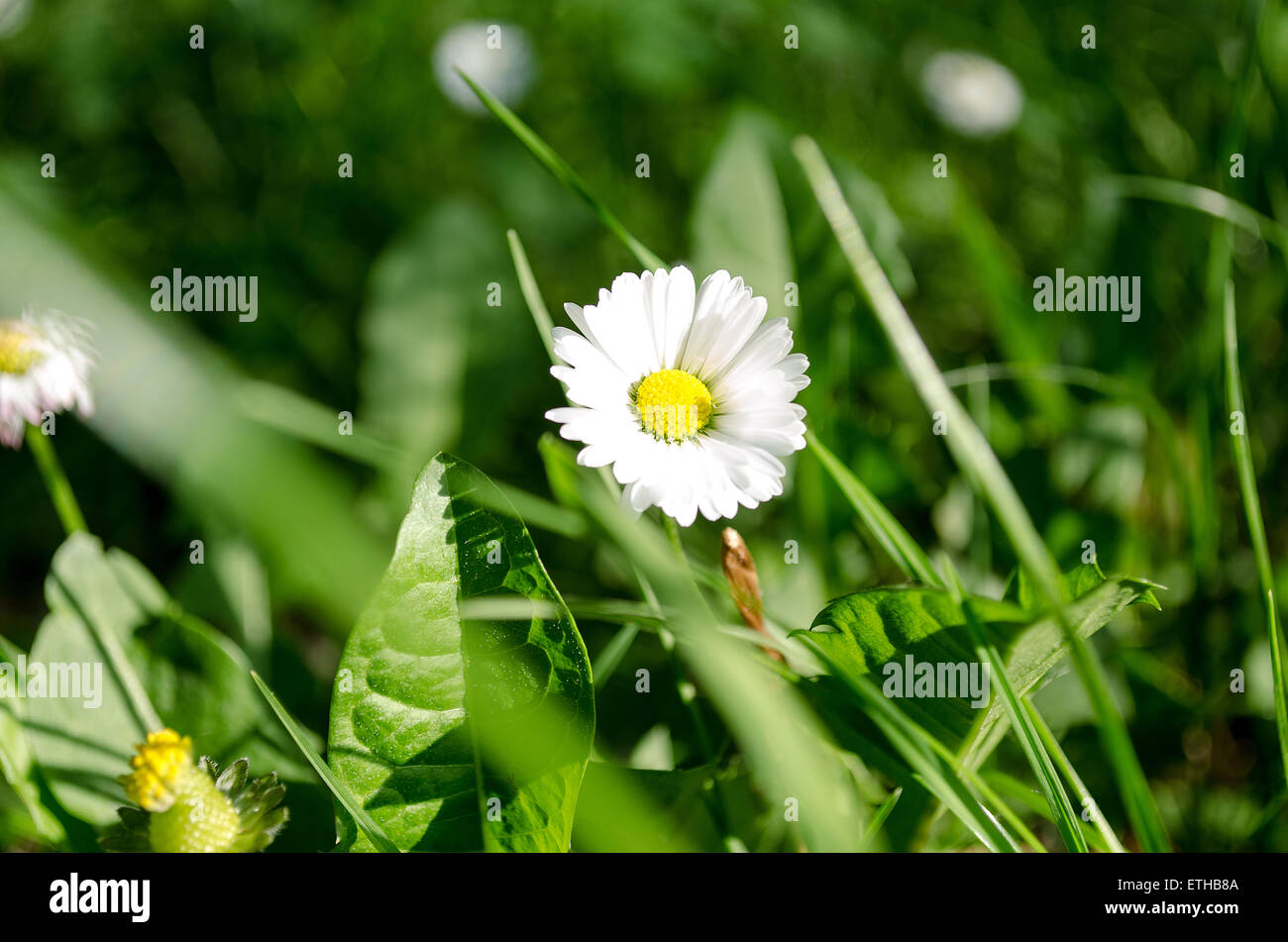 Daisy flower in green grass, in springtime Stock Photo - Alamy