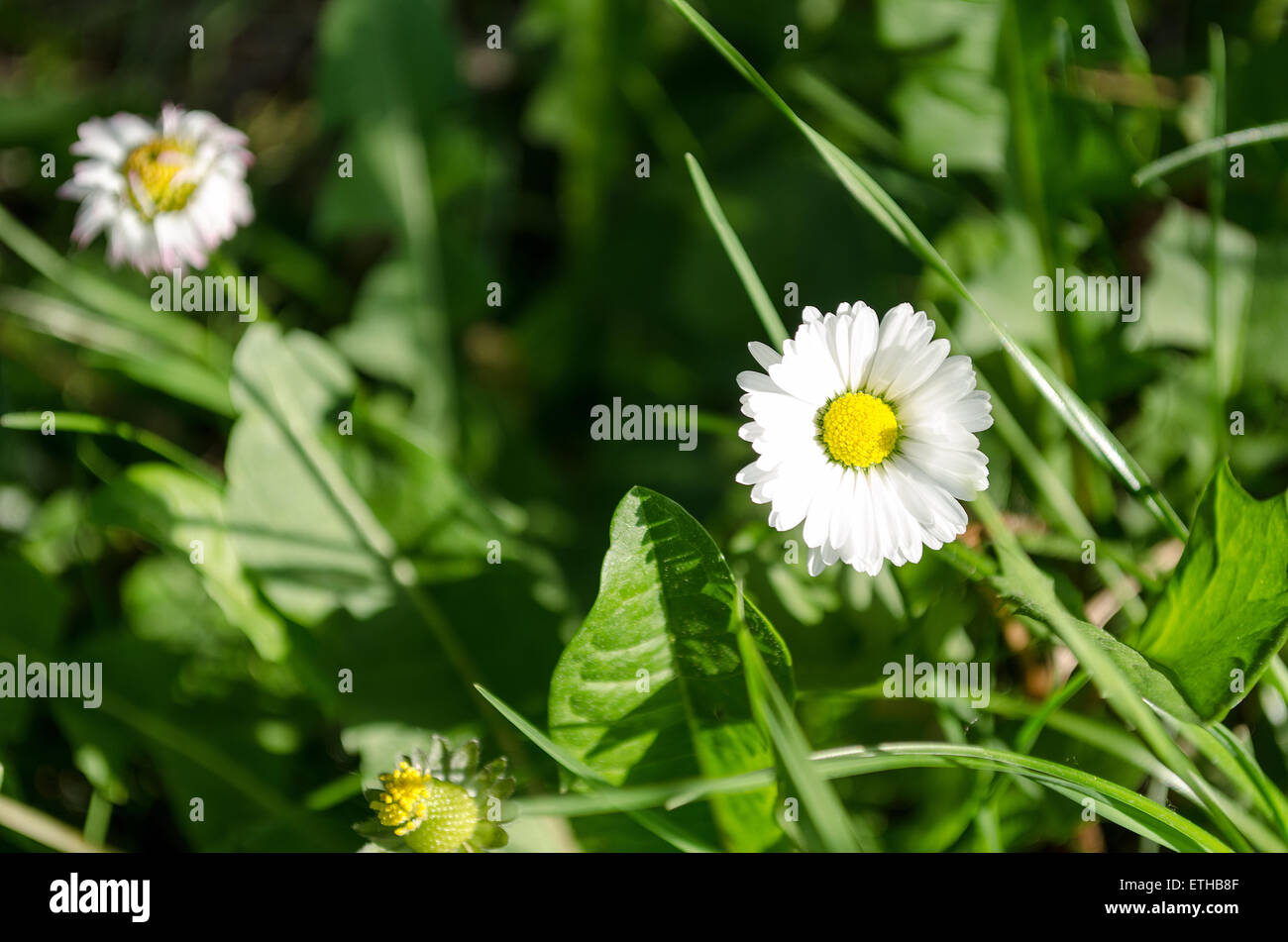 Daisy flower in green grass, in springtime Stock Photo - Alamy