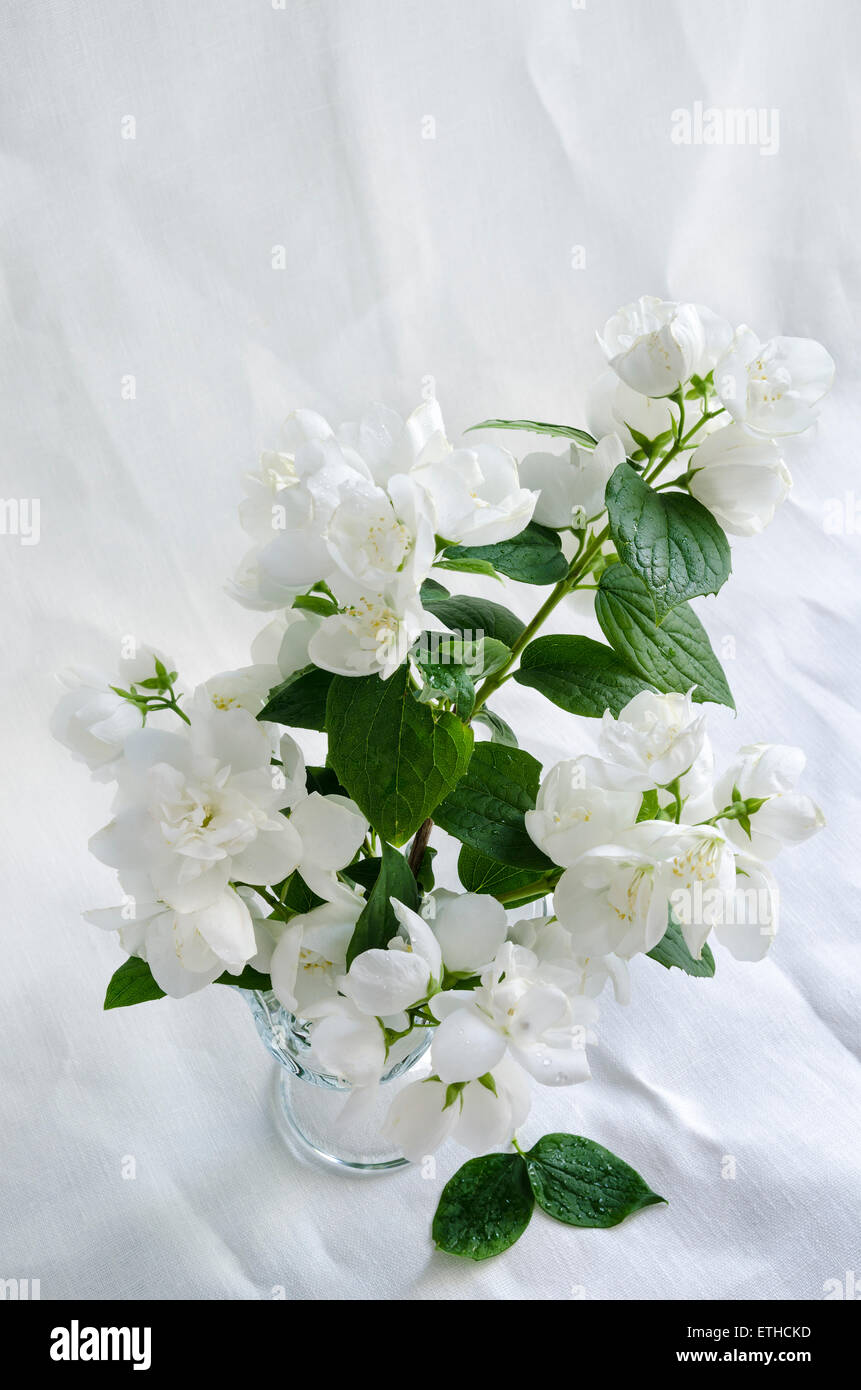Beautiful bouquet of jasmine in glass vase on white background crumpled