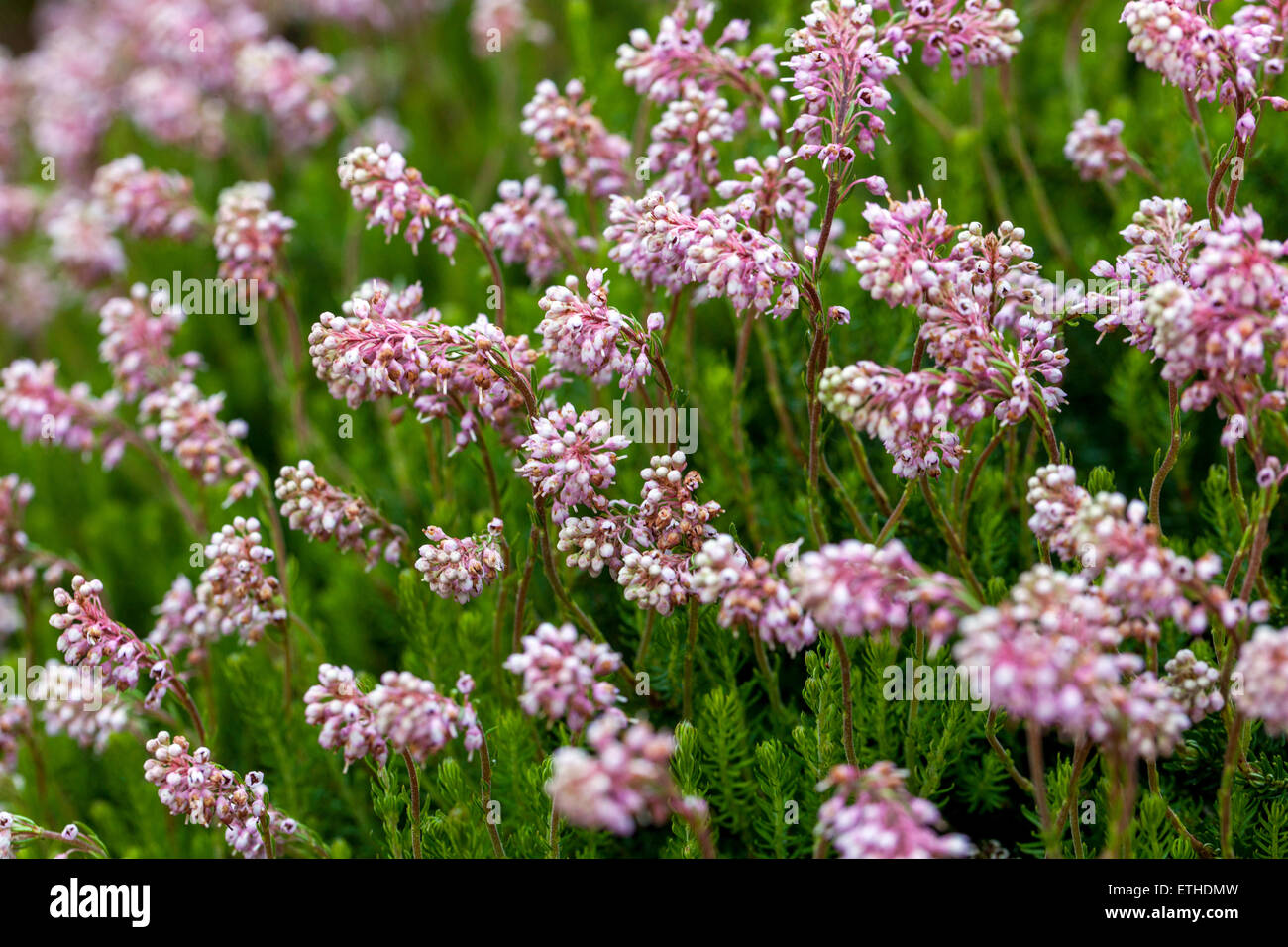 Bruckenthalia spiculifolia Spike heath Stock Photo