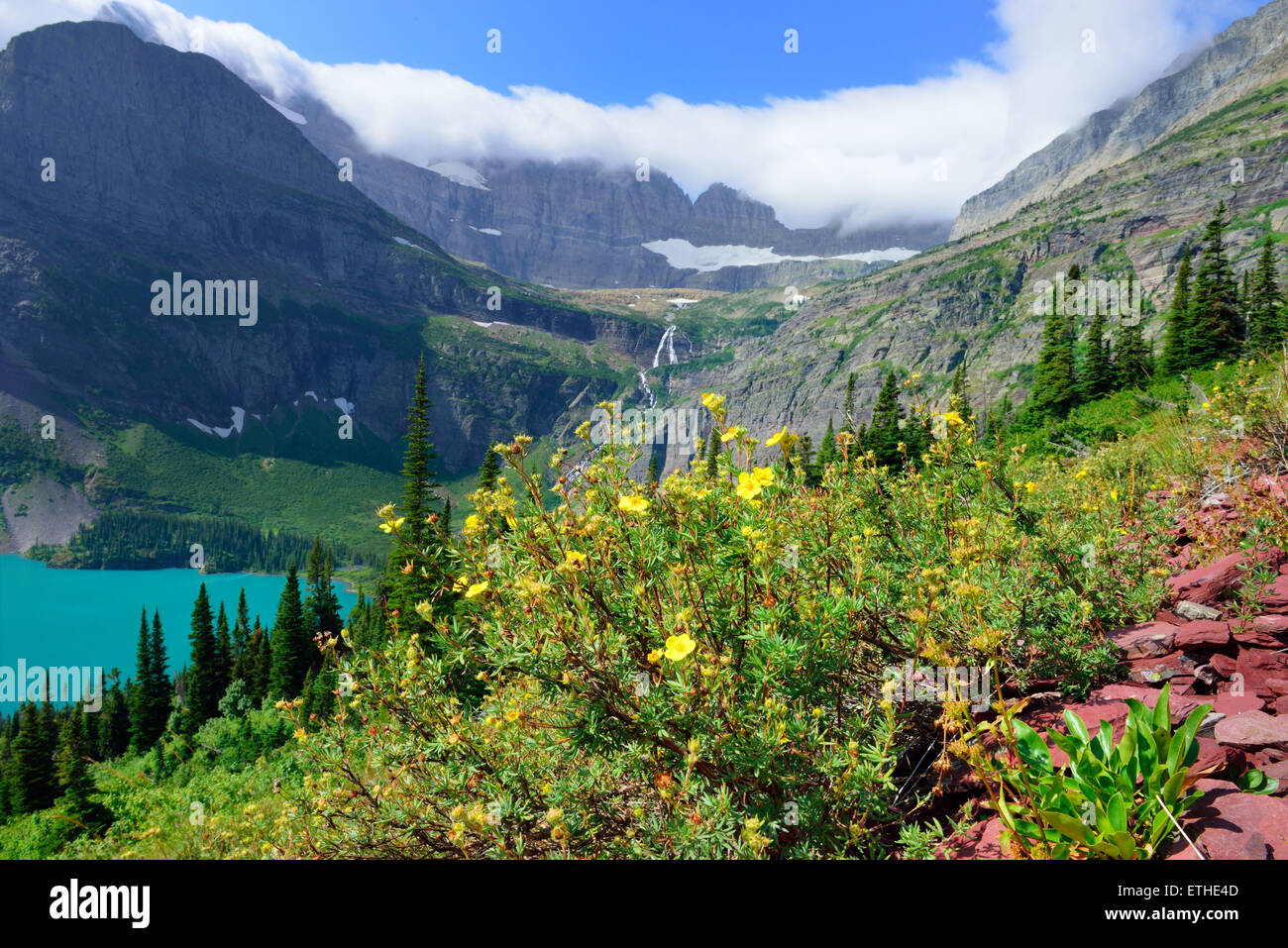 flowers in front of the Grinnell Glacier and lake in Glacier National ...