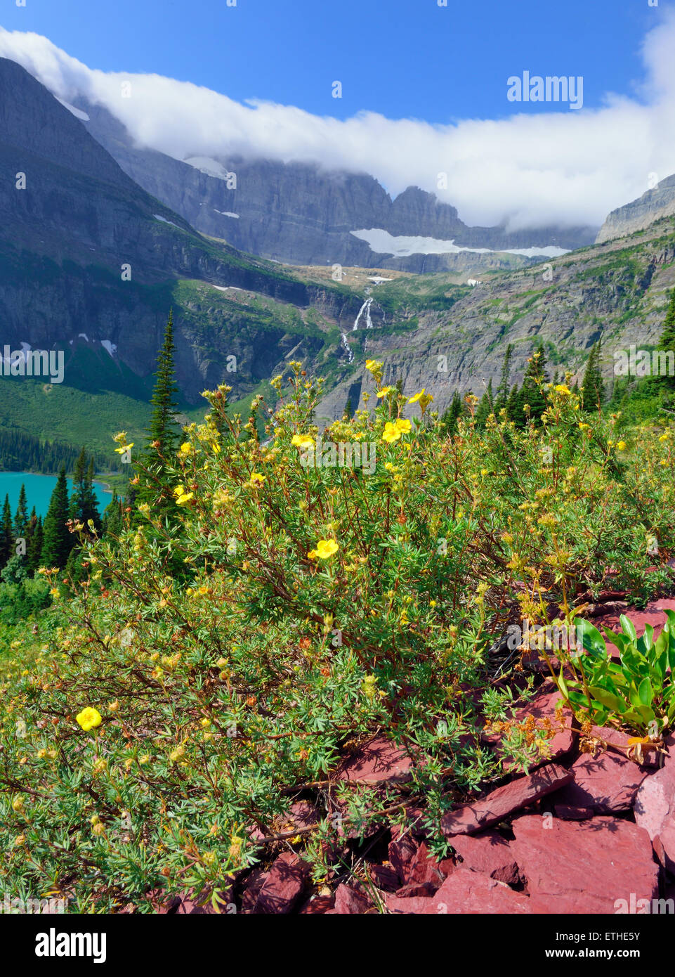 flowers in front of the Grinnell Glacier and lake in Glacier National ...