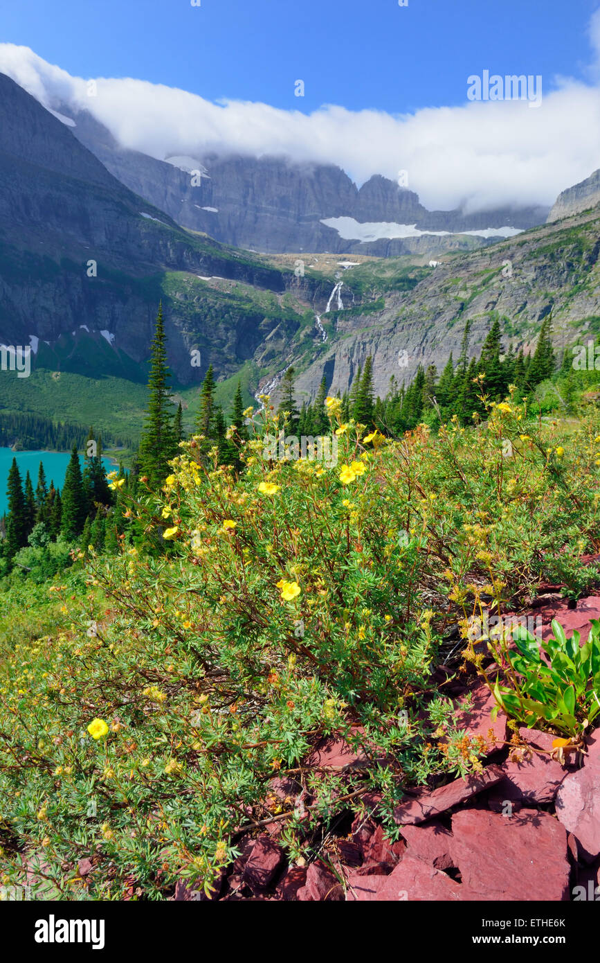 flowers in front of the Grinnell Glacier and lake in Glacier National ...