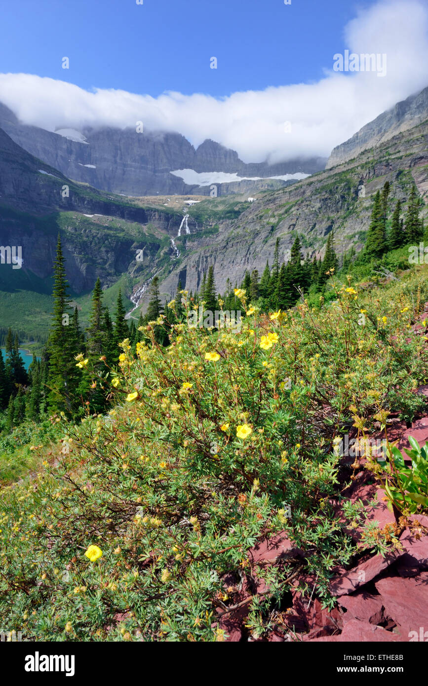 flowers in front of the Grinnell Glacier and lake in Glacier National ...