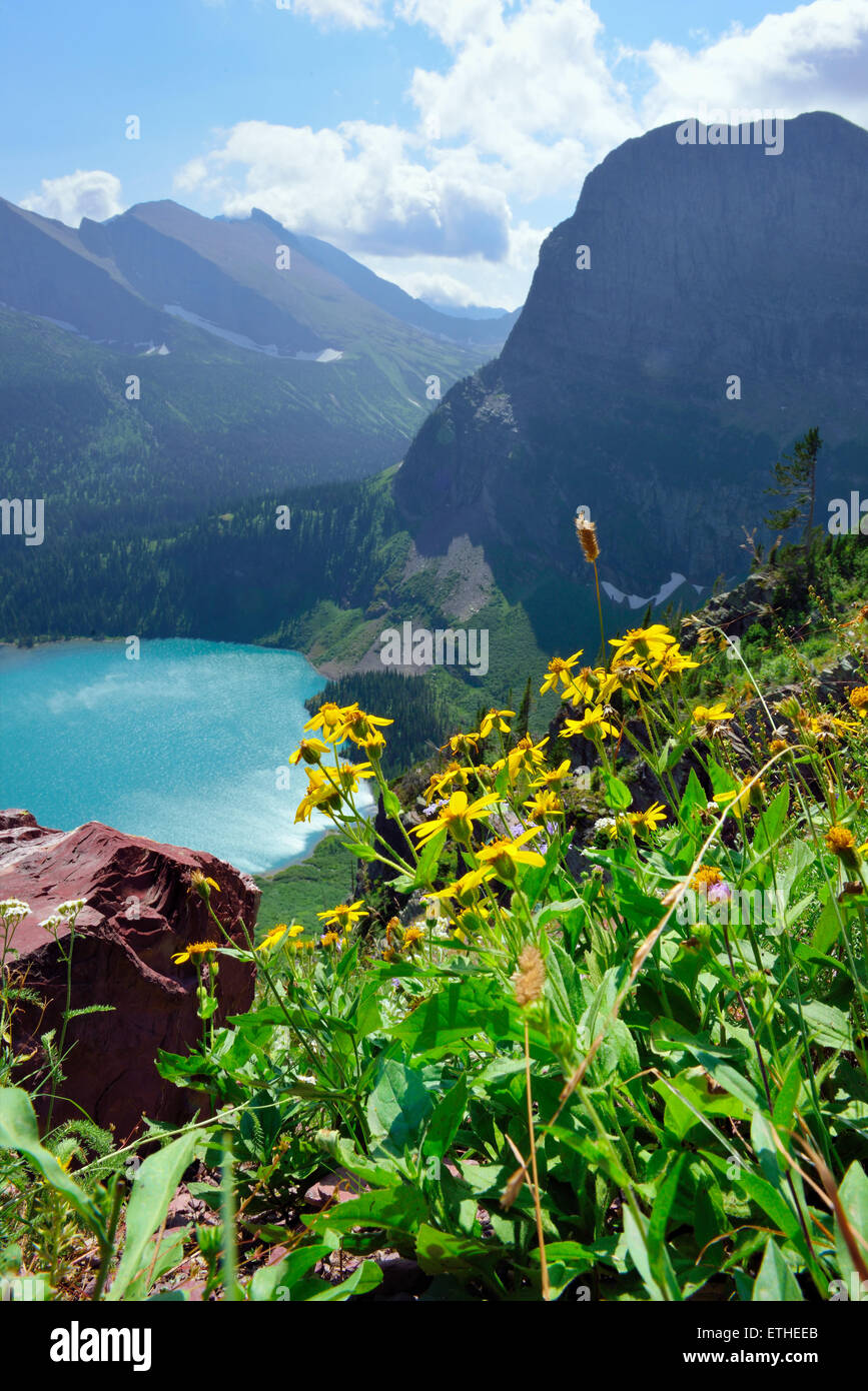 wild flowers in front of the Grinnell Glacier and lake in Glacier ...