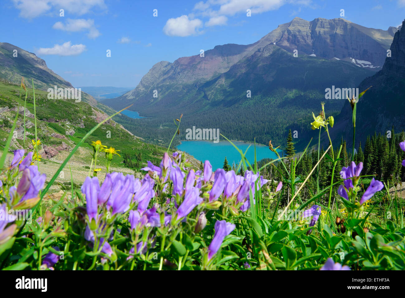 wild flowers on the trail to Grinnell Glacier and lake in Glacier ...