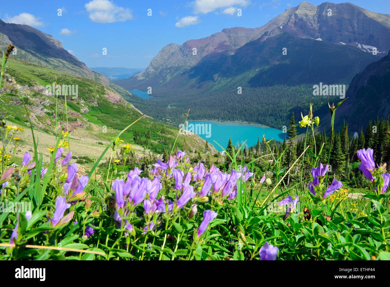 wild flowers on the trail to Grinnell Glacier and lake in Glacier ...