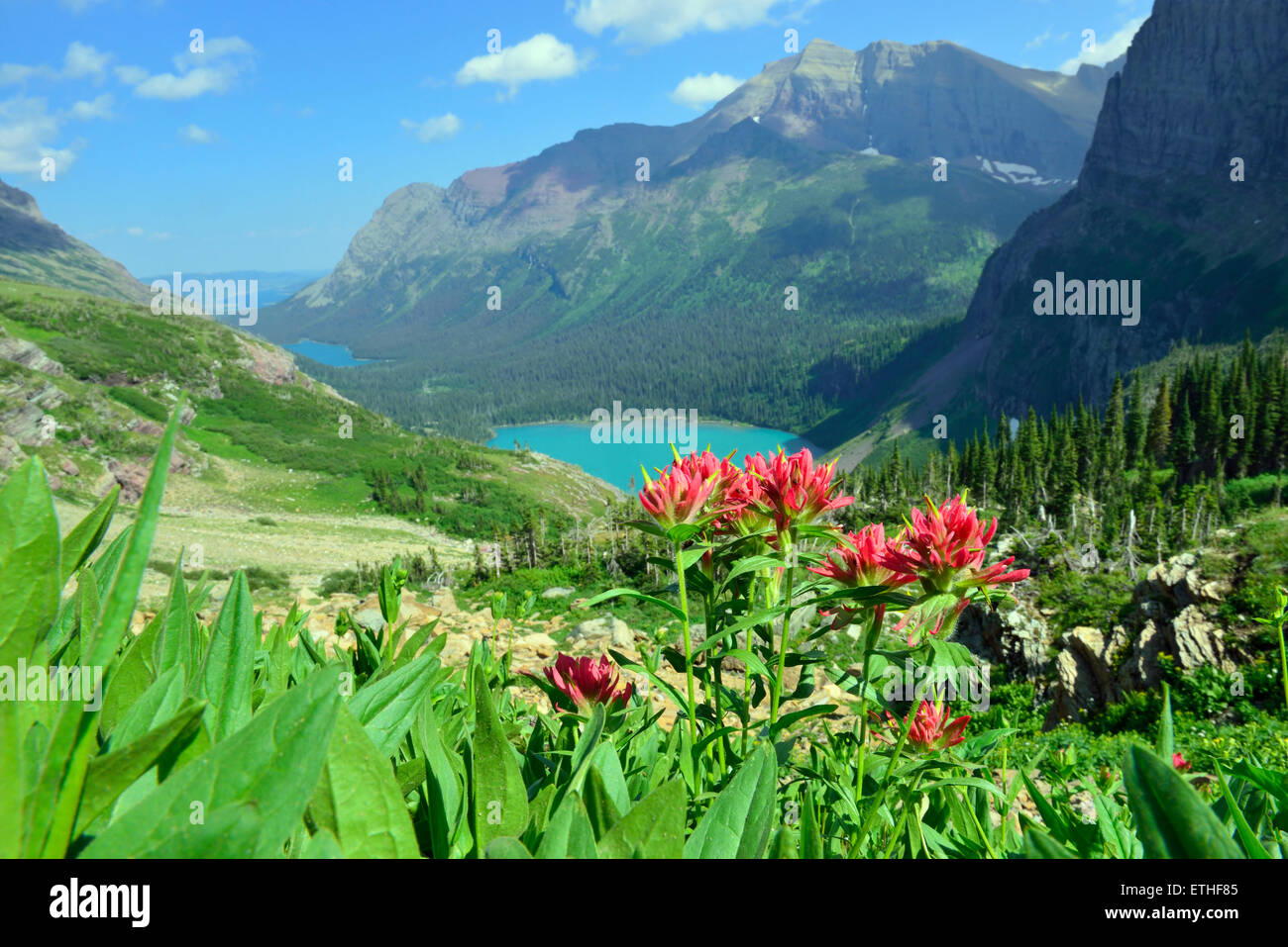wild flowers on the trail to Grinnell Glacier and lake in Glacier ...