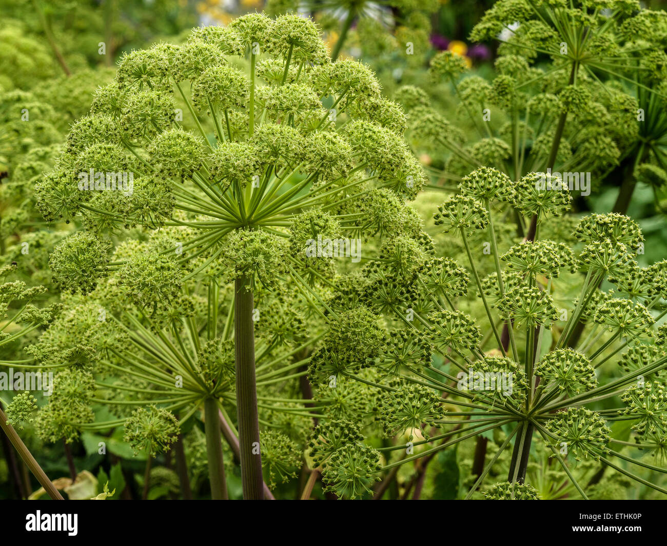 Green flower heads (Umbellifers) of Garden Angelica, wild celery