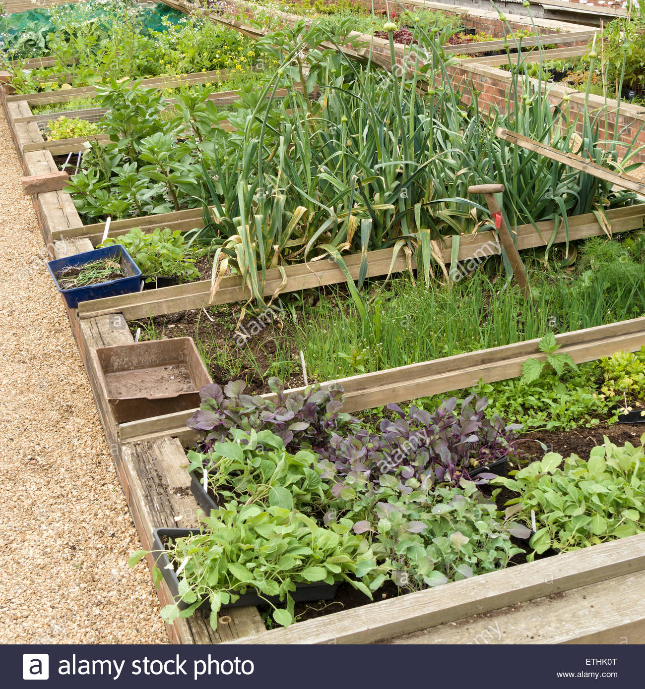 Raised Vegetable Beds In Kitchen Garden Chatsworth Derbyshire
