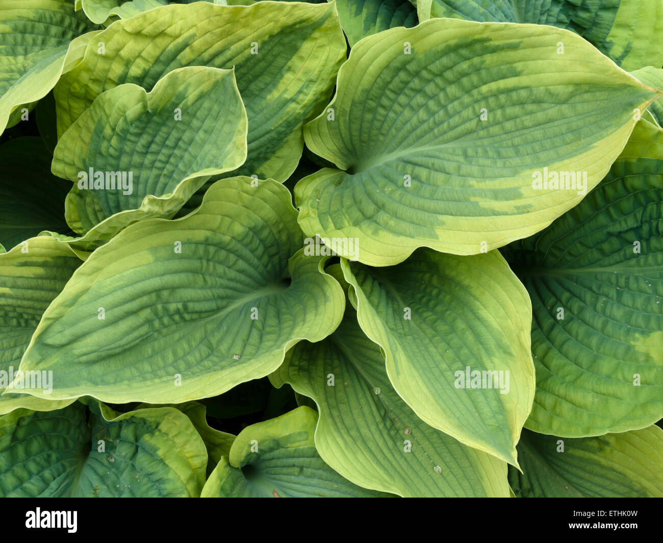 Variegated green and yellow Hosta leaves Stock Photo