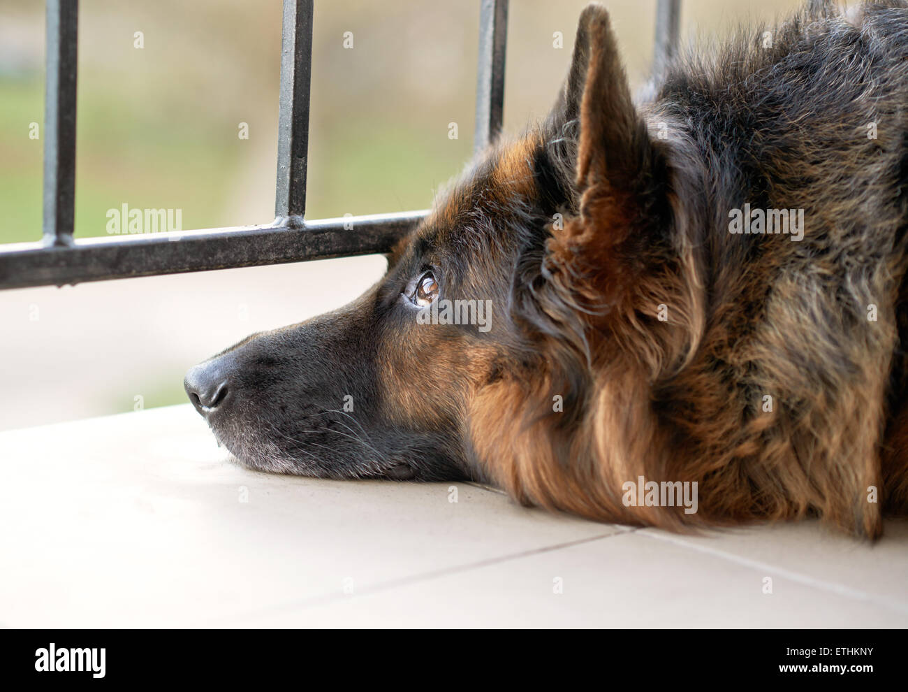 Sad german shepherd dog Stock Photo Alamy