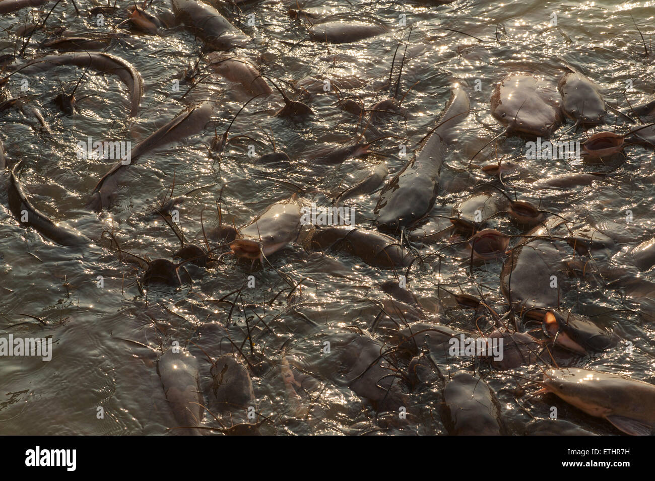 Catfish. Gadi Sagar, Gadisar lake, Jaisalmer, Rajasthan, India Stock Photo