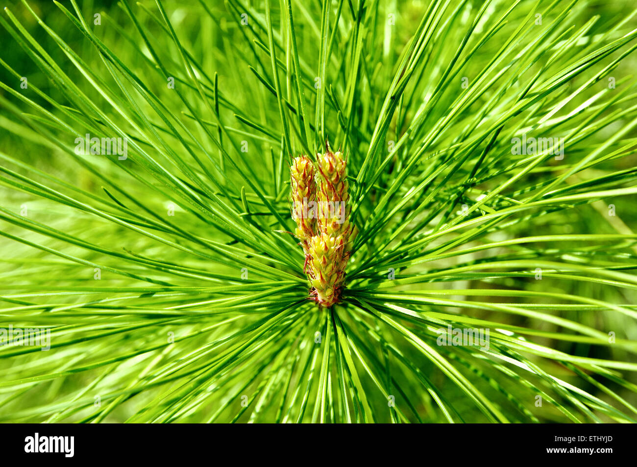 young mountain pine cone on a branch Stock Photo