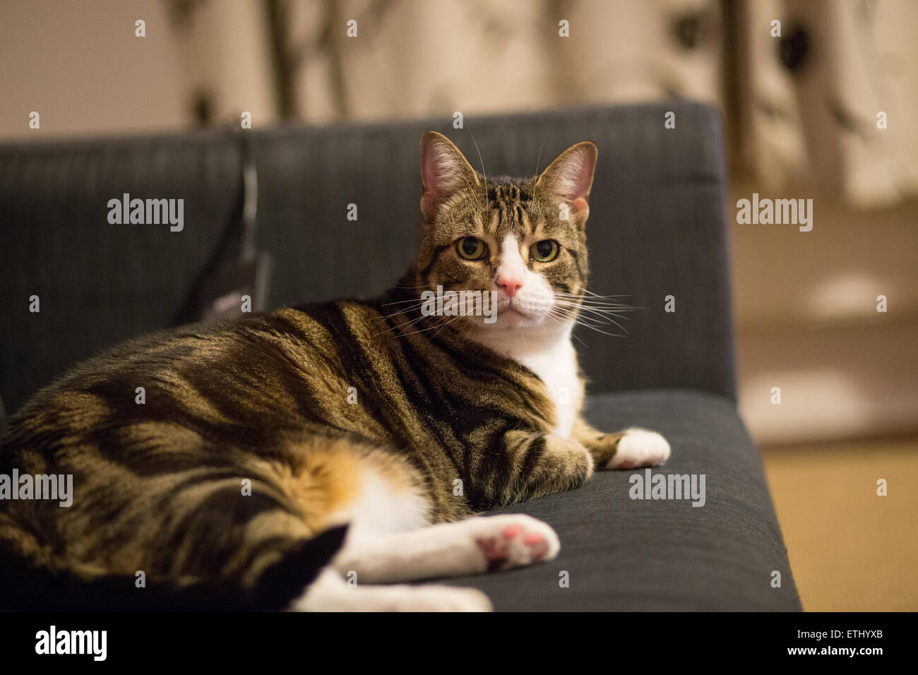 Fat Grey Cat Stock Photos Fat Grey Cat Stock Images Alamy