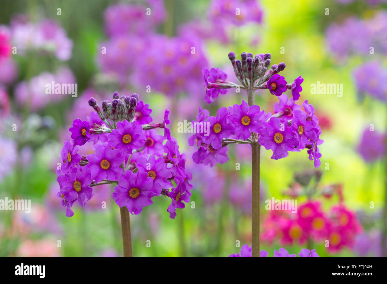 Primula Beesiana. Candelabra Primrose. Candelabra Primula flowers Stock Photo Alamy