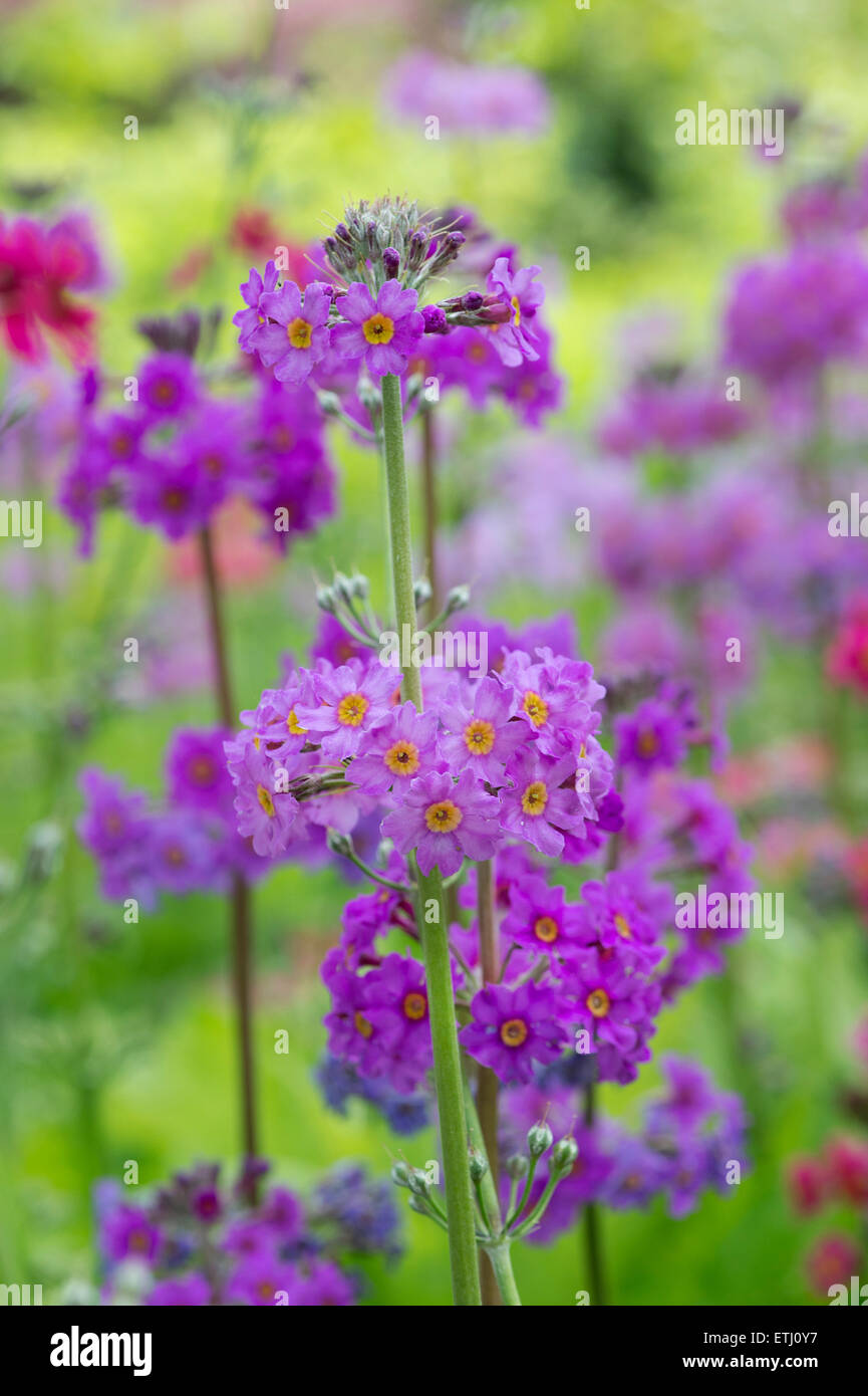 Primula Beesiana. Candelabra Primrose. Candelabra Primula flowers Stock Photo Alamy