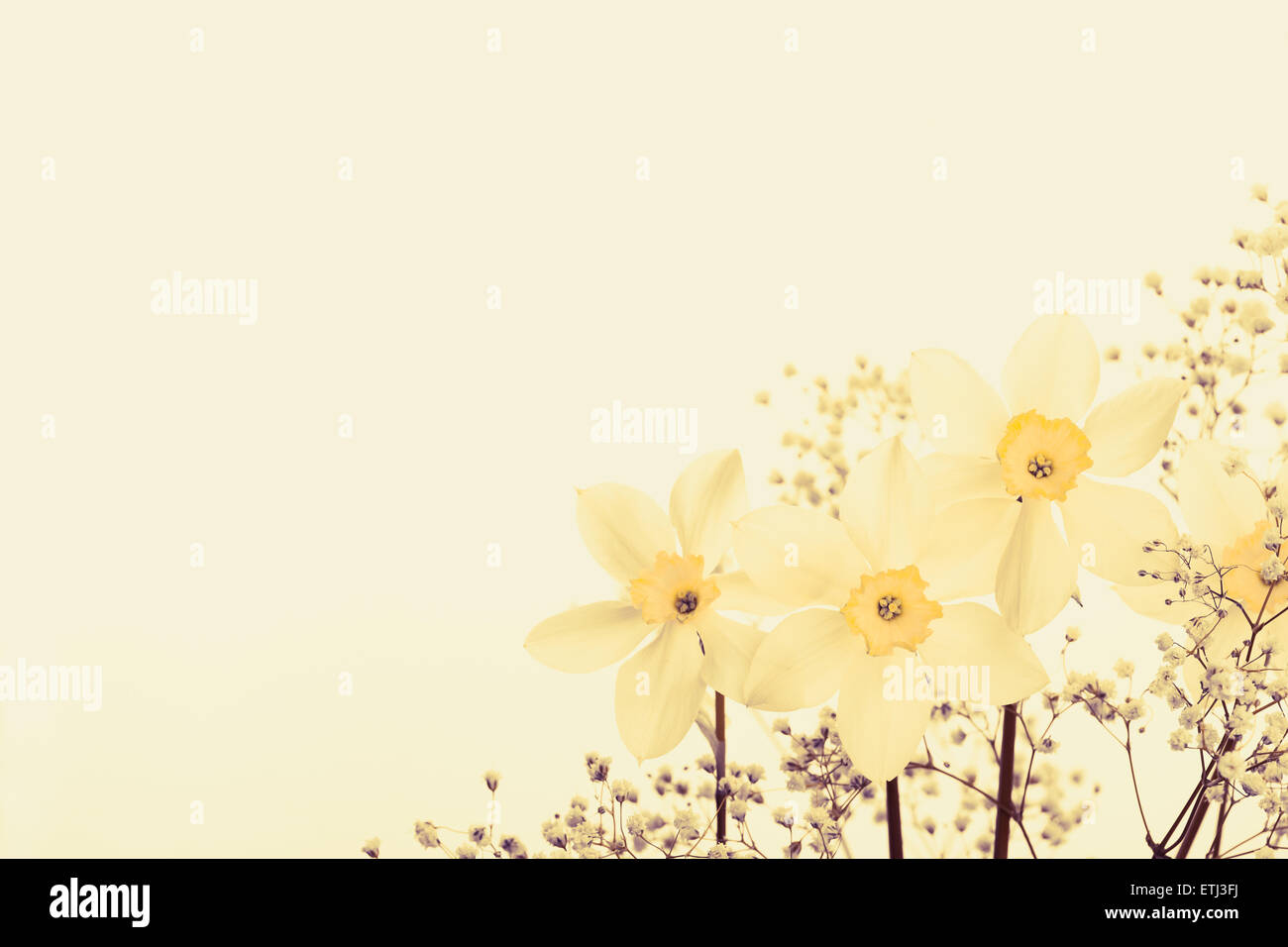 Flower yellow vintage and beautiful Stock Photo Alamy