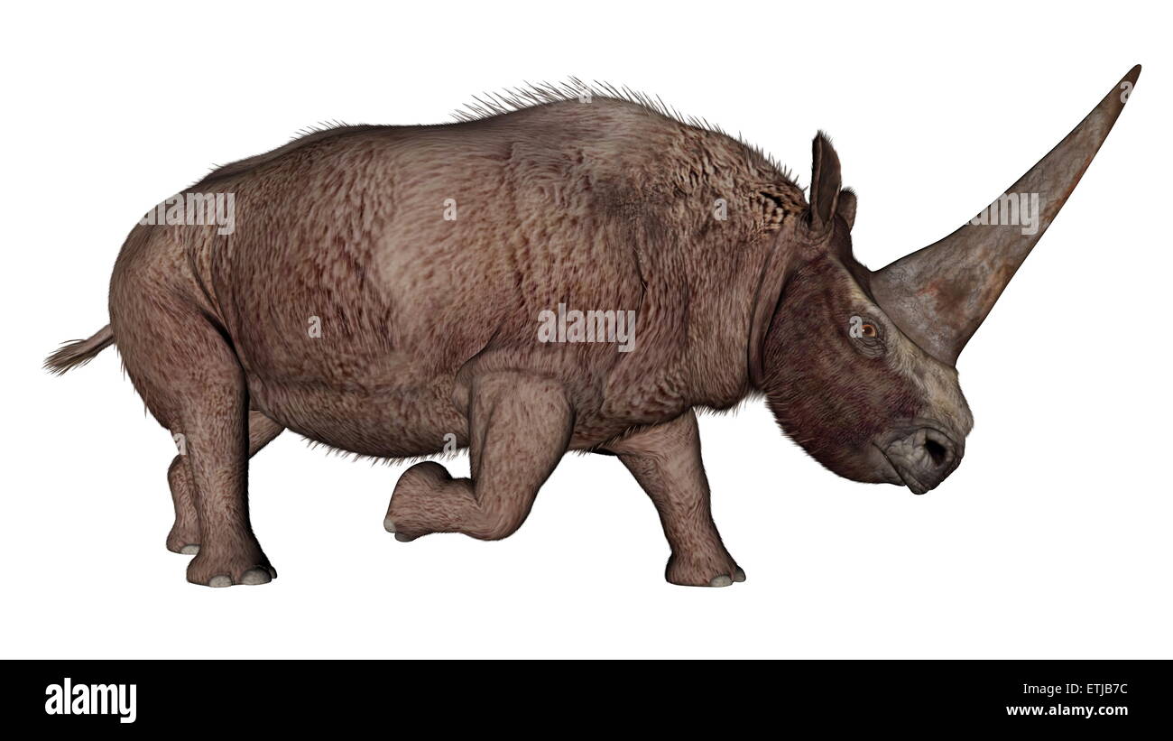 Elasmotherium dinosaur rhinoceros walking isolated in white background - 3D render Stock Photo
