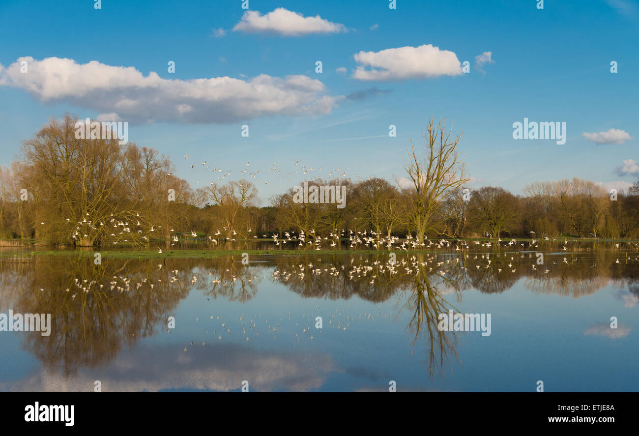 flock of birds flying above the floodplains of a small river in the netherlands Stock Photo