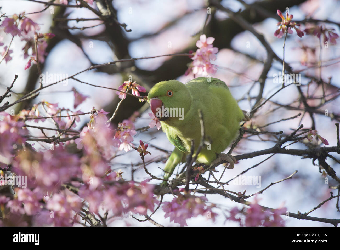 Sunny spring weather in Central London Featuring: Atmosphere Where ...