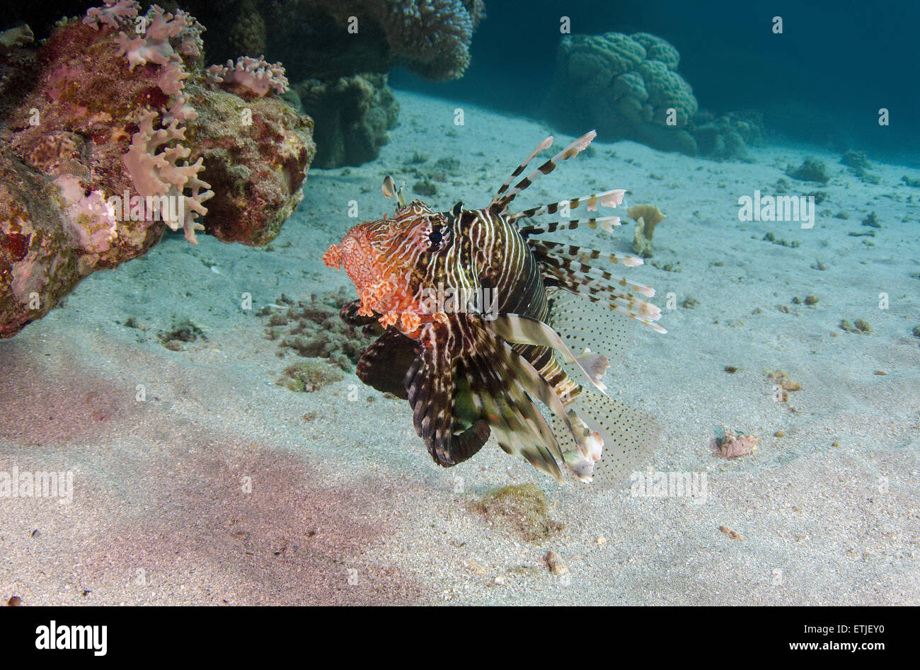 African lionfish, Deepwater firefish or Frillfin turkeyfish (Pterois mombasae) Stock Photo