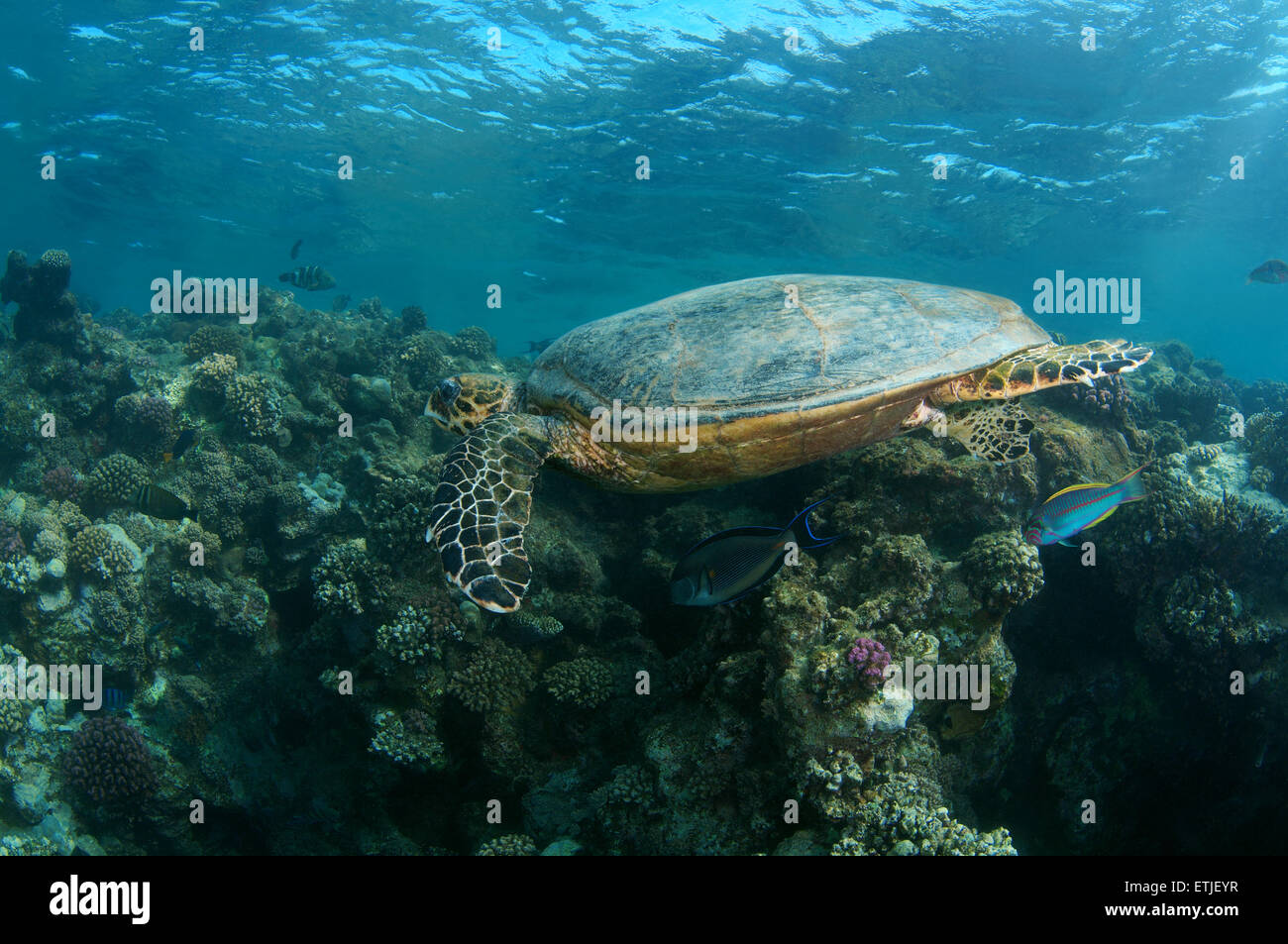 hawksbill sea turtle (Eretmochelys imbricata) swimming near reef, Red sea, Abu Dabab, Marsa Alam, Egypt Stock Photo