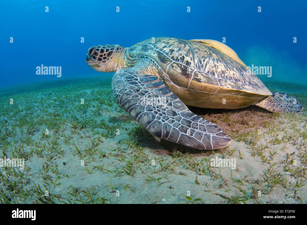 green sea turtle (Chelonia mydas), Red sea, Marsa Alam, Abu Dabab, Egypt Stock Photo