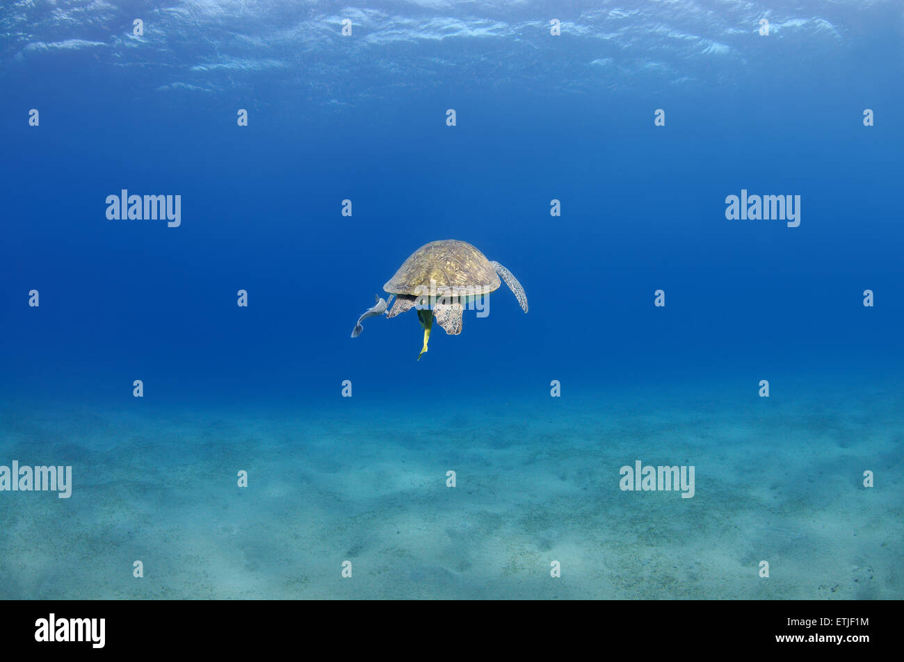 green sea turtle (Chelonia mydas) floats up into the blue water, Red