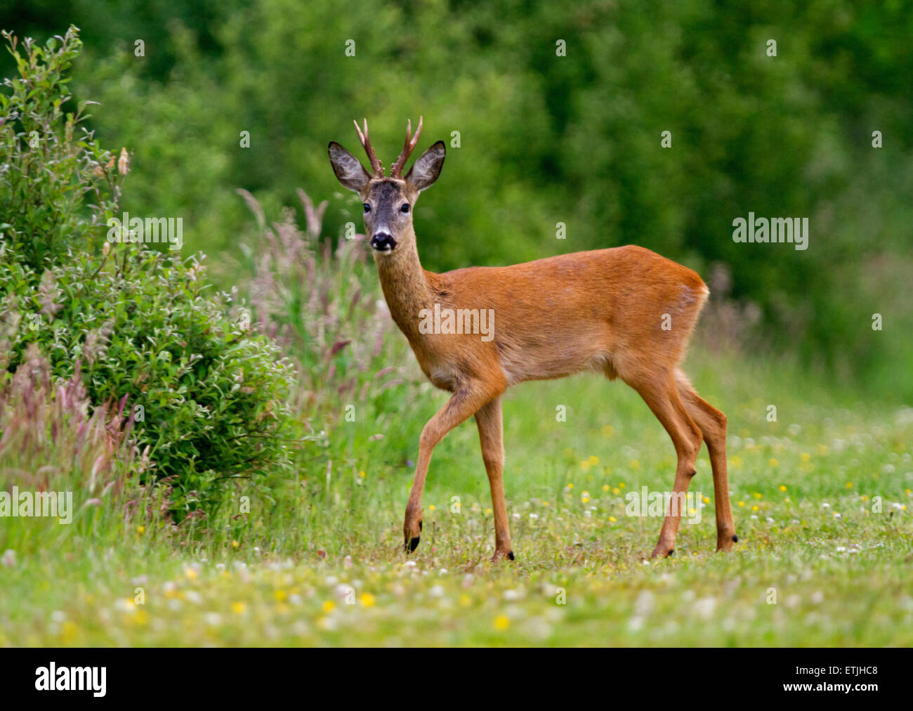 A male Roe deer, a Roebuck (Capreolus capreolus Stock Photo - Alamy