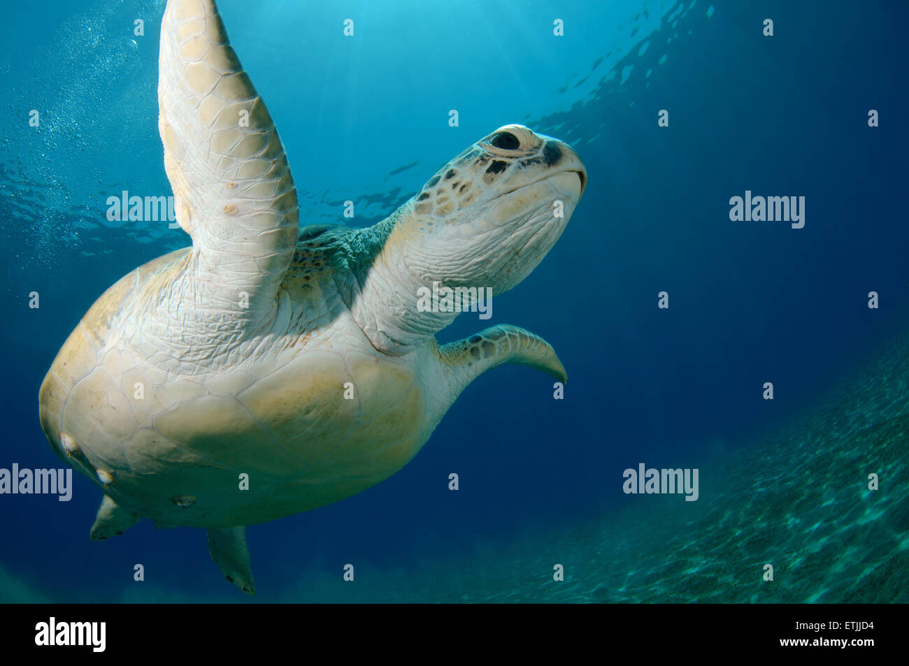 green sea turtle (Chelonia mydas) floats up into the blue water, Red
