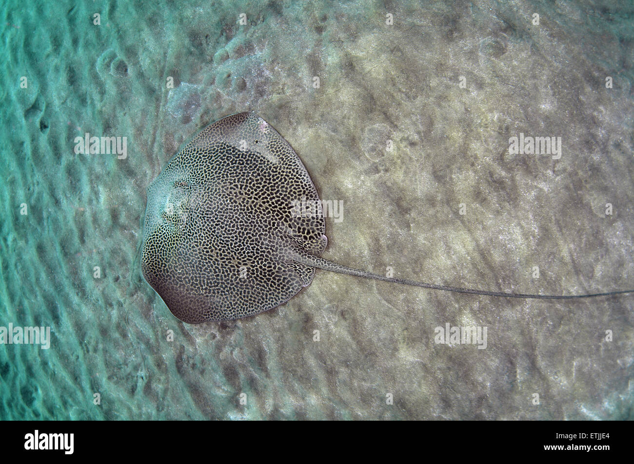 reticulate whipray (Himantura uarnak) swims over a sandy bottom, Red sea, Marsa Alam, Abu Dabab, Egypt Stock Photo