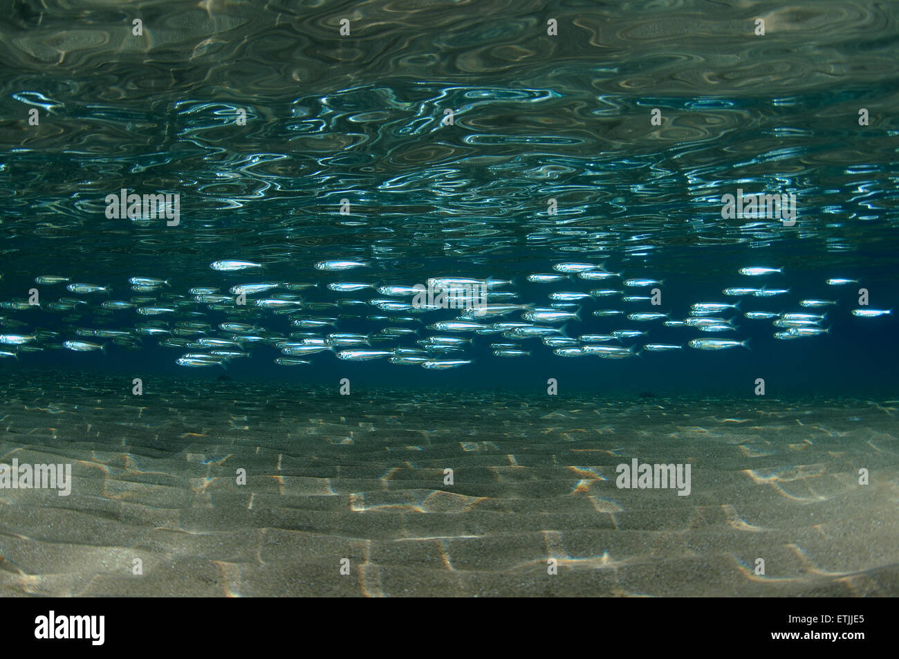 A large school of  hardyhead silverside (Atherinomorus lacunosus) swims over a sandy bottom, Red sea, Marsa Alam, Abu Dabab, Stock Photo