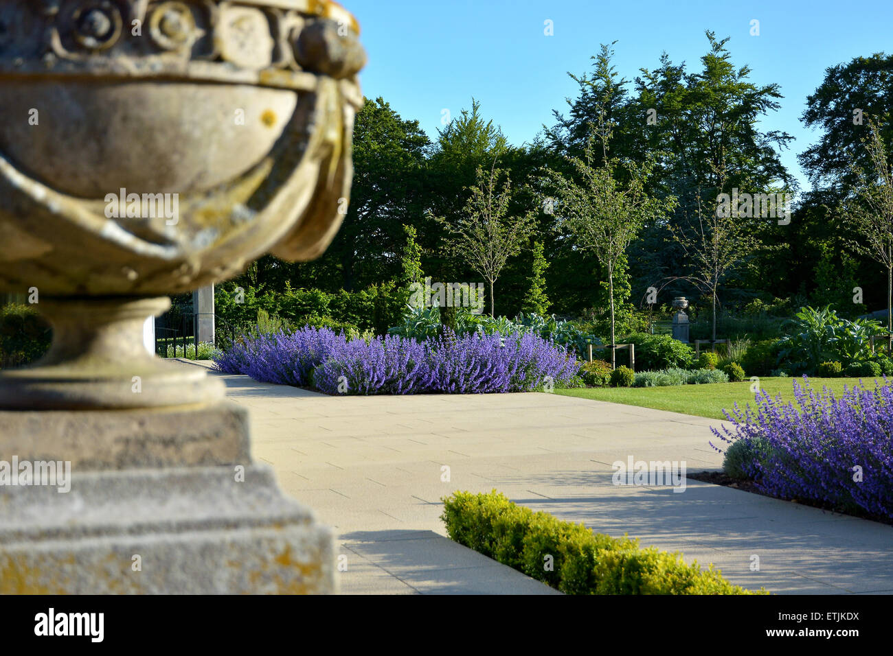English Country Summer Garden with beds of lavender Stock Photo