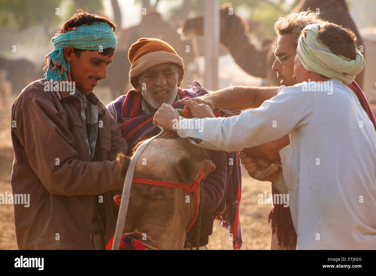 Inserting a camel's nose plug , Pushkar camel fair, Rajasthan, India Stock Photo