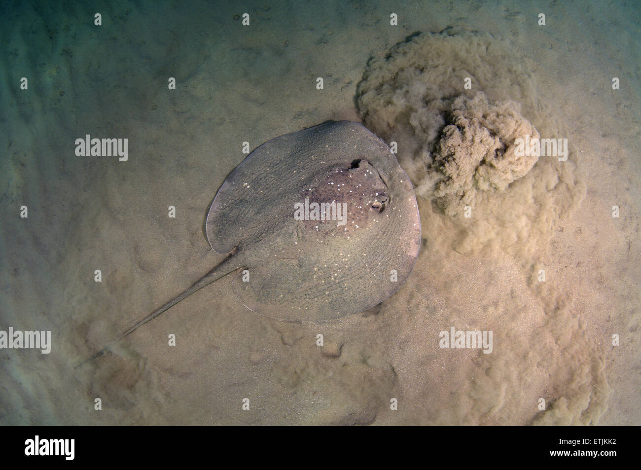 African ray or Porcupine ray (Urogymnus asperrimus) on the sandy bottom Stock Photo