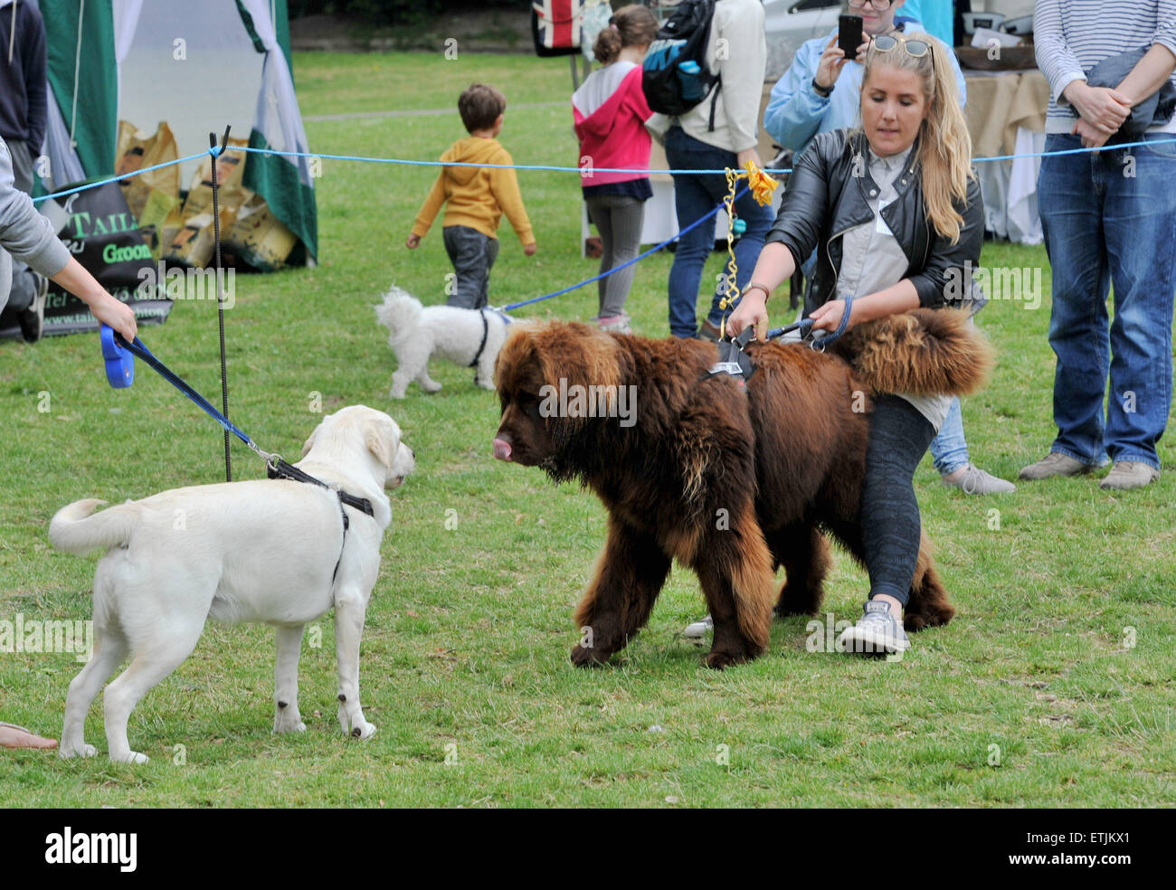 Brighton, UK. 14th June, 2015. Charlie Virgo hangs on to Doug her Newfoundland at the annual Bark in the Park Dog Show held at Queens Park in Brighton Stock Photo